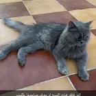 قطه مفقوده