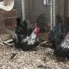 ديوك جابنيز