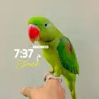 درة نيبالي للبيع