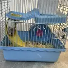 هامستر روسي