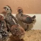 صوص فيومي شبابي