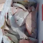 قارب صيد الرايس