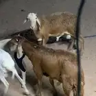 للبيع تيوس وبرابر وسواكن مرابي شرط