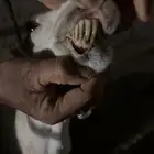 للبيع شاه دافع