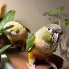 كنيور اثنين اليفه و زوج او بيع فردي (محلل بشهاده)