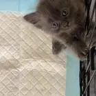 مجموعه قطط للبيع