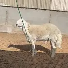 خروف جذع طيب ومعرف