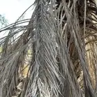 عسب نخل لل عرايش