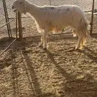 طلي فحل كفو