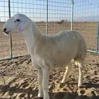 طلي مشروع فحل صنف