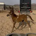 مهر شعبي كفو