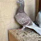 زواج حمام زاجل سباق