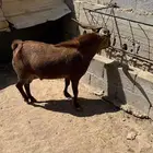 تيس فحل للبيع