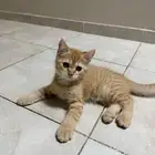 قطط بيت نظيفة للبيع ذكر