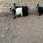 معزا عوارض