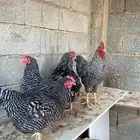 يتوفر طبق بيض دجاج الامروك على الطلب وعرض فتره محدوده