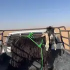 تيس ثني