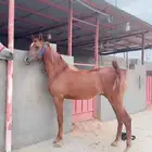 حصان مكس