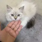 قطط للتبني