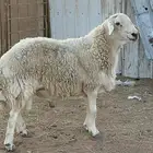 فحل حري مشروط