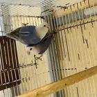 جوز طيور روز للبيع