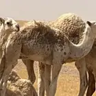 قعدان قصب حفرالباطن