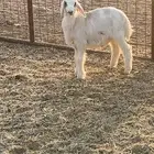 حري عمره 3 شهور