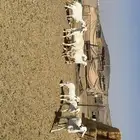 غنم حرش شبب