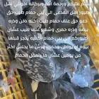 حمام سوادي حق مدعى طيور وعلف طيور وحمام طيب مره