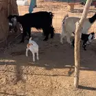 للبيع معزاء ولد