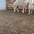ضان تم البيع