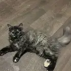 شيرازي مون فيس