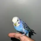 ببغاء بادجي العمر 7 شهور