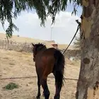حصان مشروك