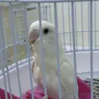 ببغاء روز ابيض العمر ثلاث شهور