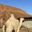 للبيع ناقة وضحى لقحة