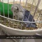 ثلاث طيور روز واحد ذكر منهم الأبيض و يعبر أليف و عضته خفيفه