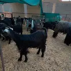 تيوس وامهات وتحتها