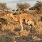 ناقه رمانيه