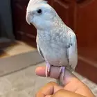 ذكر كروان هولندي اليف هدد داخلي لون مميز