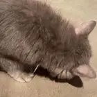 قطو للبيع انت و سومتك ويرجى مختف الله فيه