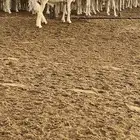 فحل حري صنف الصنف
