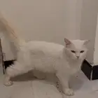 قط شراري للبيع باقي ماسام