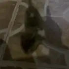 قطه للتبني صغيره