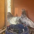 حمام قطيفي