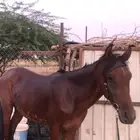 حصان شعبي