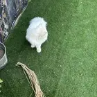 قطط شرازي للبيع