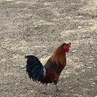 للبيع ديك بلدي قبعي يضرب شرط