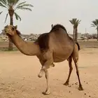 ناقة ساحليه