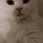 قطط للتزواج